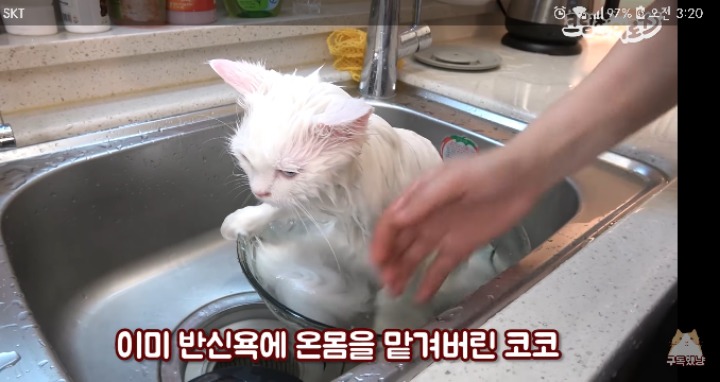 사랑스러운 고양이 목욕시키기 | 인스티즈