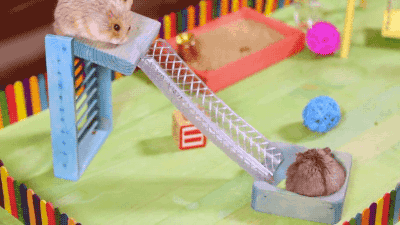 햄스터 놀이터.gif | 인스티즈