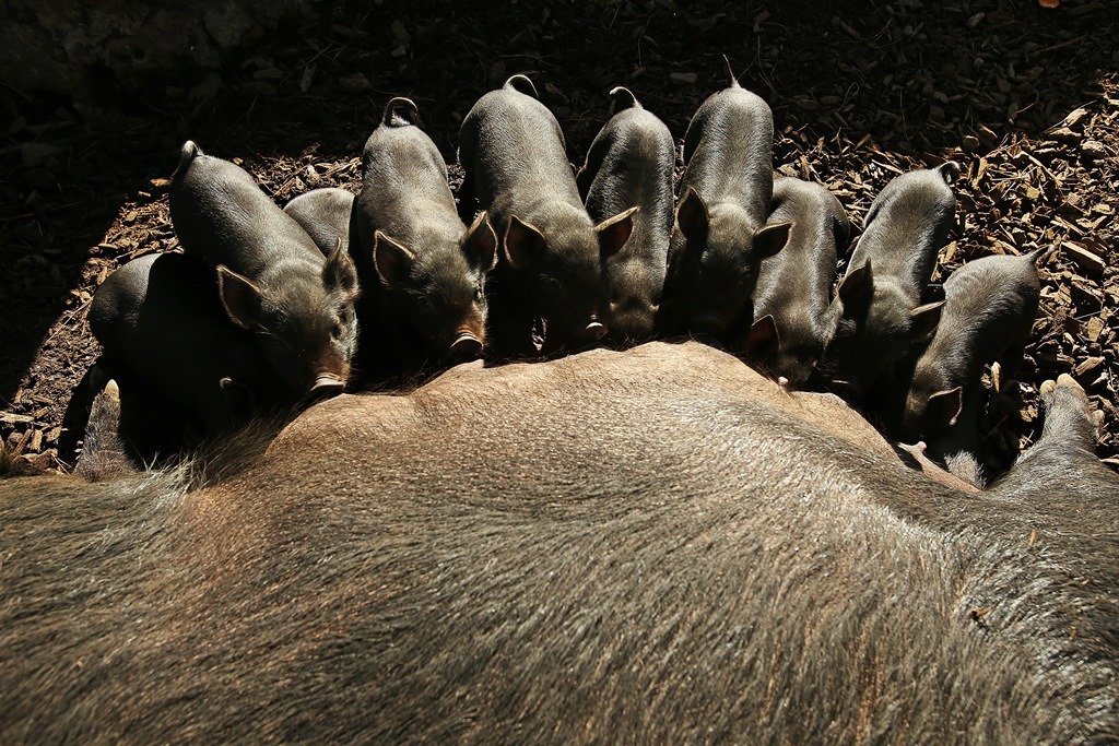 복돼지 이미지