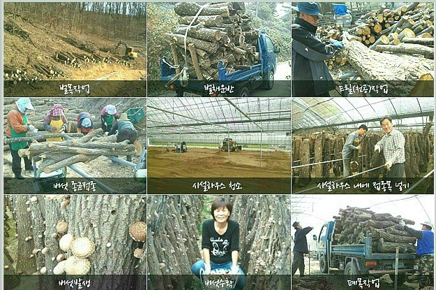 강순용명품버섯사랑 이미지