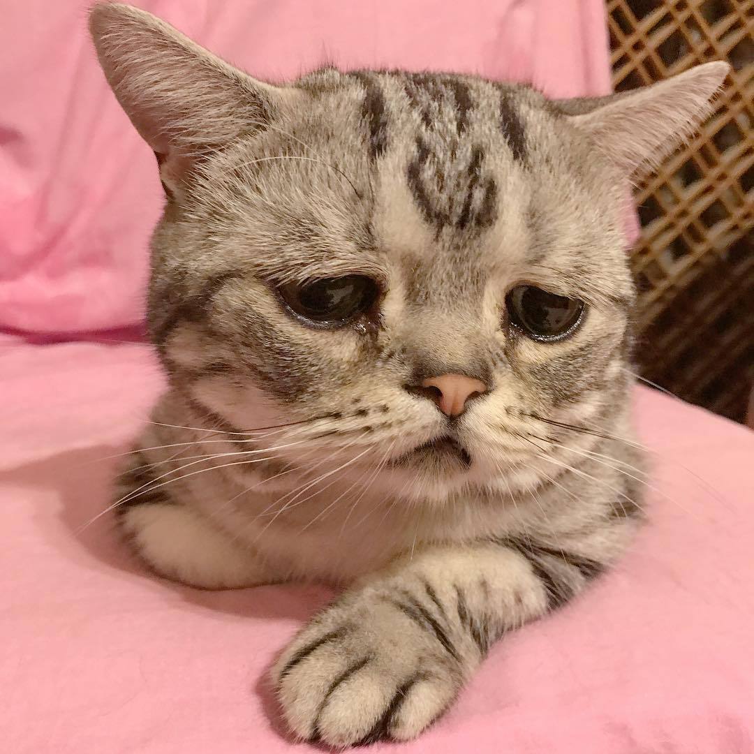 항상 억울한 냥이.jpg | 인스티즈