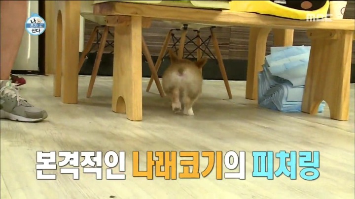 [나혼자산다] 박나래 무대를 본 멤버들 반응.jpg (feat.나래코기) | 인스티즈