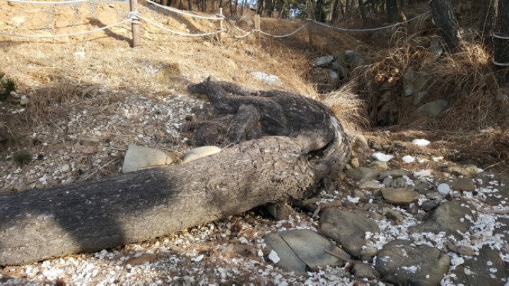 솔향기바다 이미지