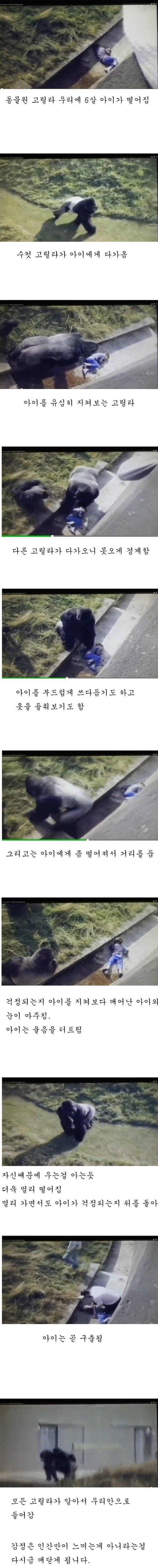 고릴라의 보살핌 | 인스티즈