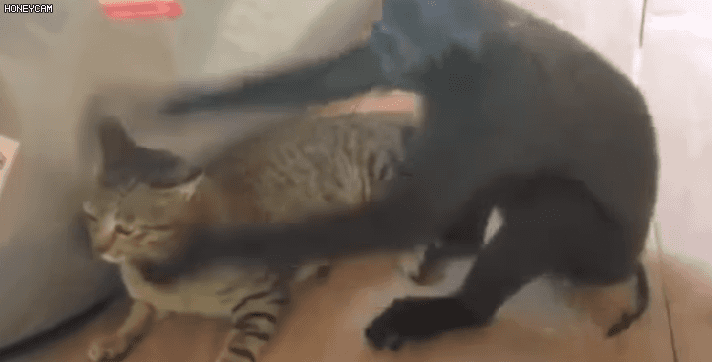 냥냥이 참교육시키는 갓숭이.gif | 인스티즈