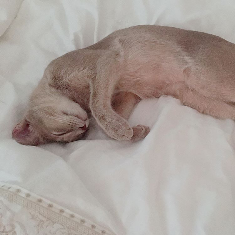 오늘자 고양이 생일파티 해준 전효성 ㅋㅋㅋㅋㅋㅋㅋㅋㅋ | 인스티즈