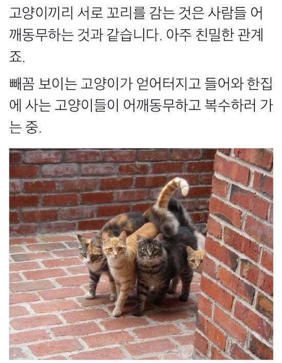 고양이 친밀한 관계 | 인스티즈