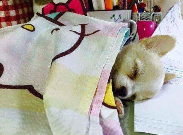 공부하는 주인 방해하는 강아지 | 인스티즈