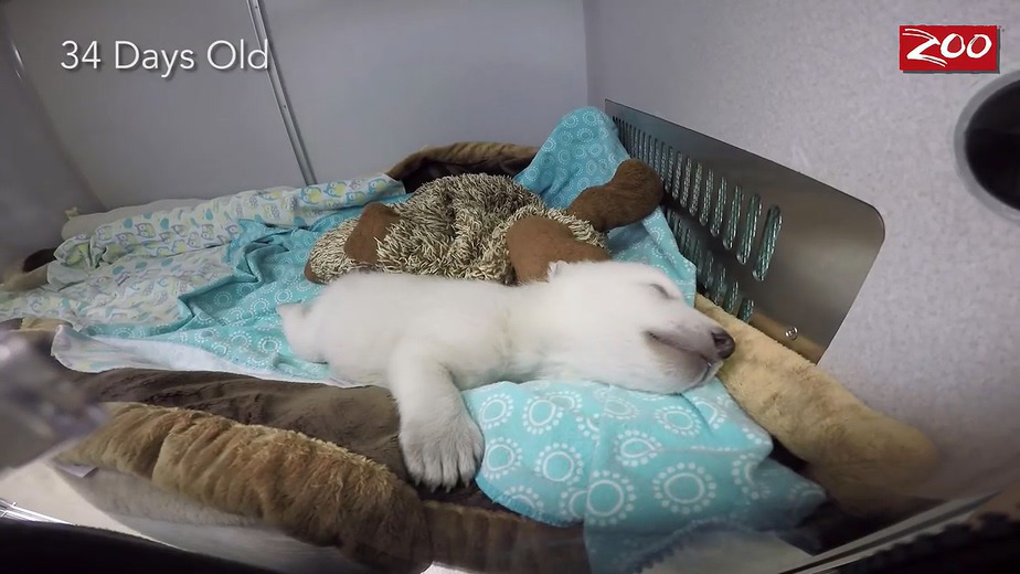 귀여운 북극곰.gif | 인스티즈