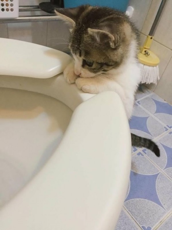 변기물 내려가는게 신기한 고양이 | 인스티즈