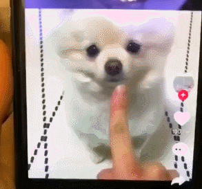 강아지 애교.gif | 인스티즈