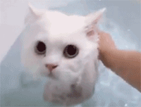 일반인은 잘 모르는 고양이 목욕시키기.gif | 인스티즈