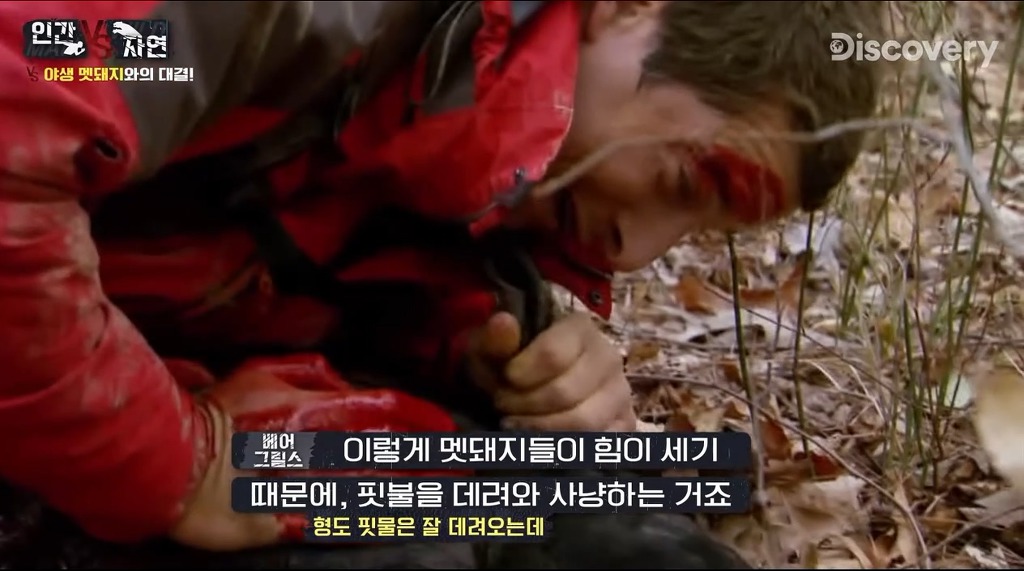 돼지 사냥하는 베어그릴스.gif | 인스티즈