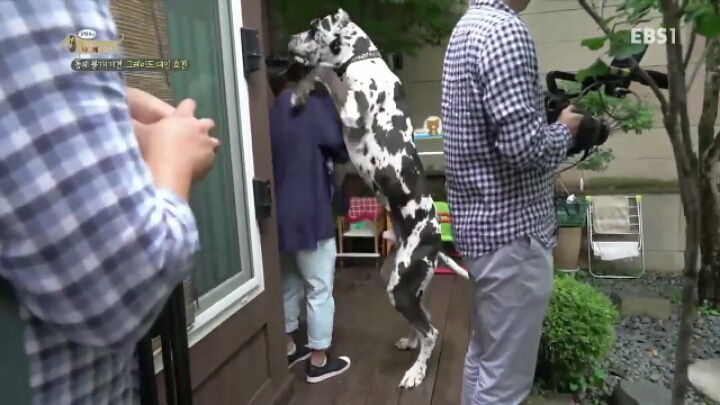 강형욱 훈련사에게 감탄한 세나개 제작진과 견주들.jpg | 인스티즈