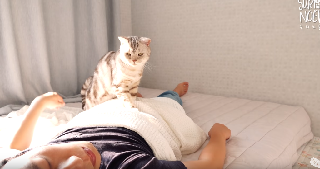 인터넷 랜선 냥이 집사들의 로망 | 인스티즈