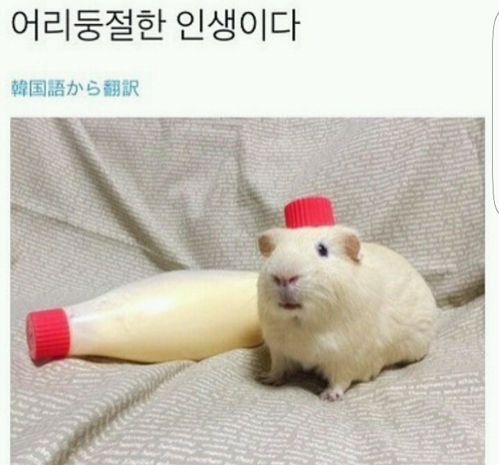 어리둥절한 동물친구들 | 인스티즈