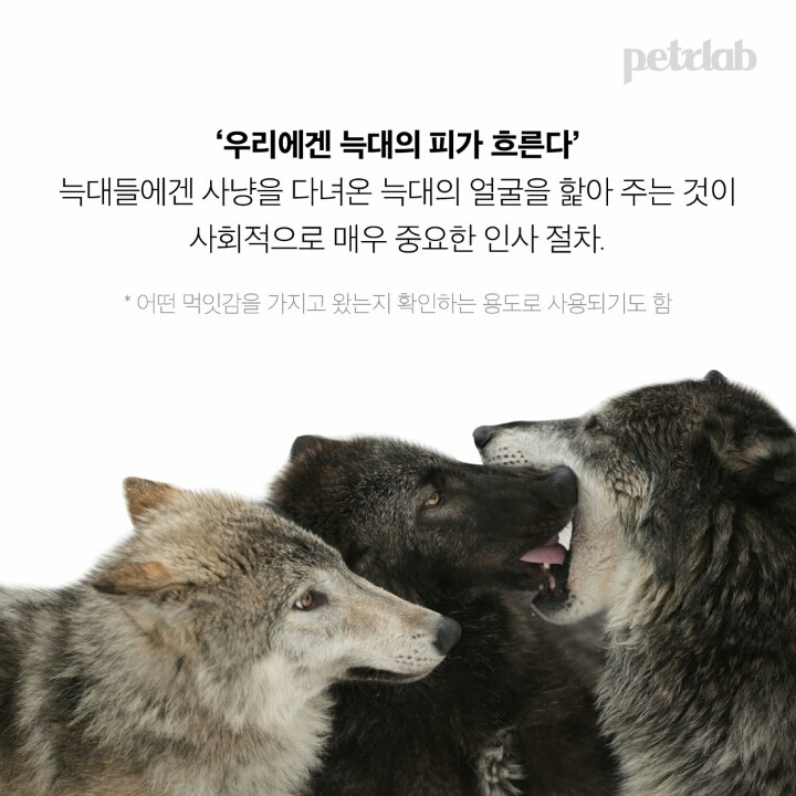  강아지는 왜 이렇게 나를 반길까?.jpgif | 인스티즈