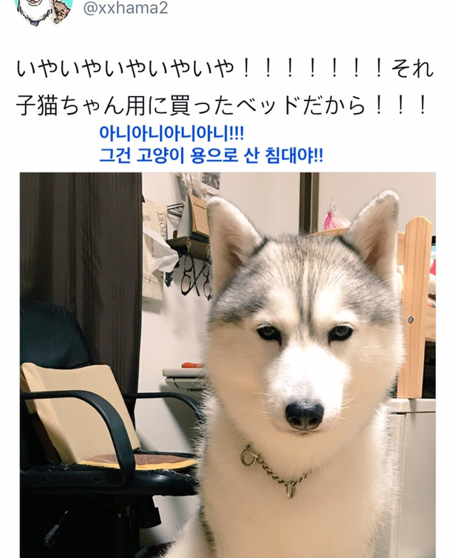 주인.. 이거 좀 작지 않아? | 인스티즈