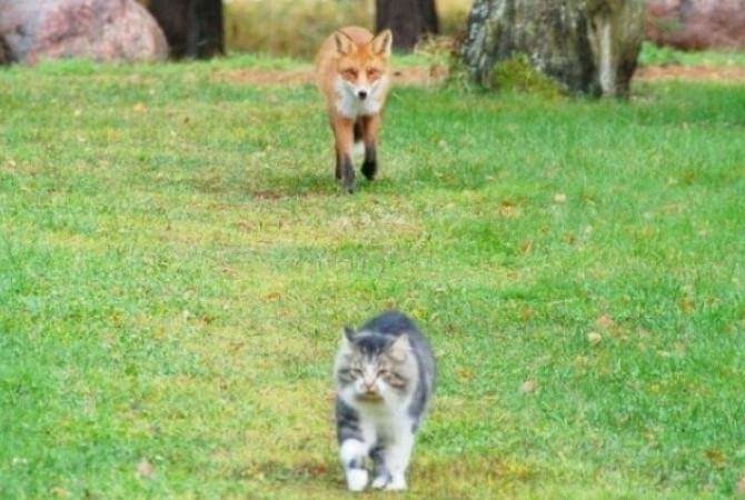 먹잇감이 없자 고양이를 사냥감으로 노린 여우 | 인스티즈