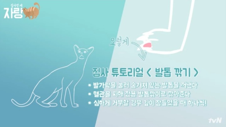 [집사인게자랑] 평화로운 고양이 발톱 자르기.jpg | 인스티즈