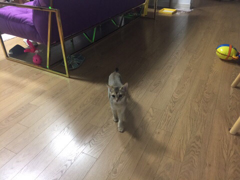 천년오리 이미지