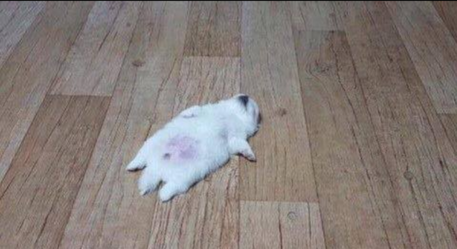 능욕 당하는 이니에스타.gif | 인스티즈
