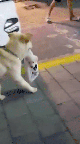 커여운 댕댕이 레전드.gif | 인스티즈