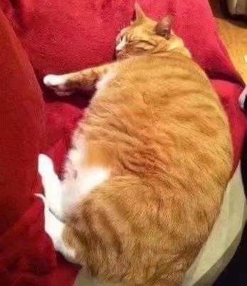 뚱냥이를 이발시켜보았다 jpg | 인스티즈