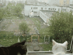 첫눈이 오면 냥이들은 무엇을 할까~요? .gif | 인스티즈
