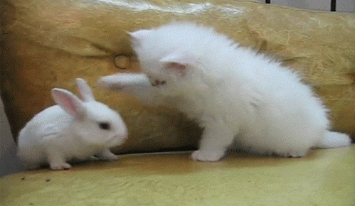 고양이 움짤 | 인스티즈