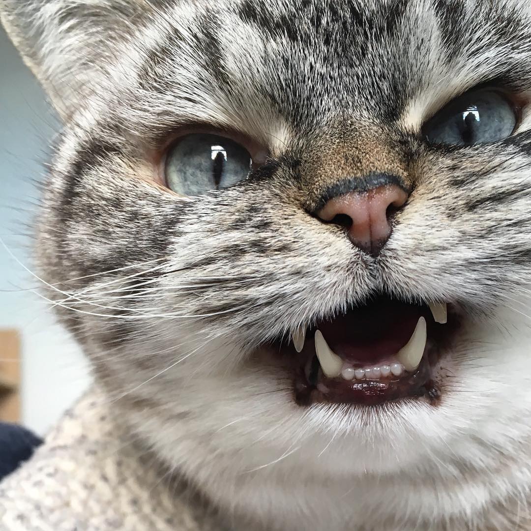 "니가 몰 알아! 조랭이떡같이 생긴게!"의 고양이 로키 사진 | 인스티즈