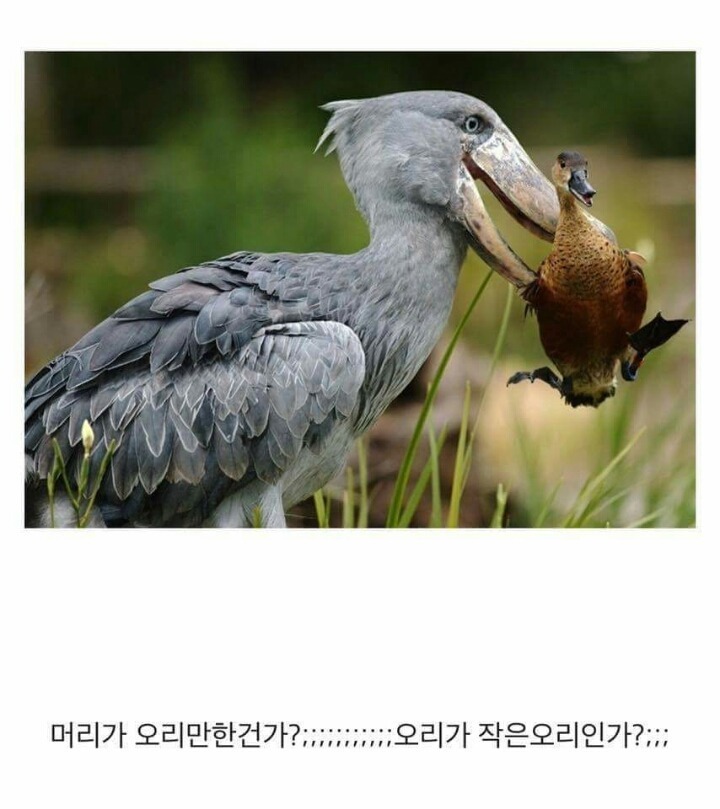 이준이 봤다는 넓적부리황새 | 인스티즈