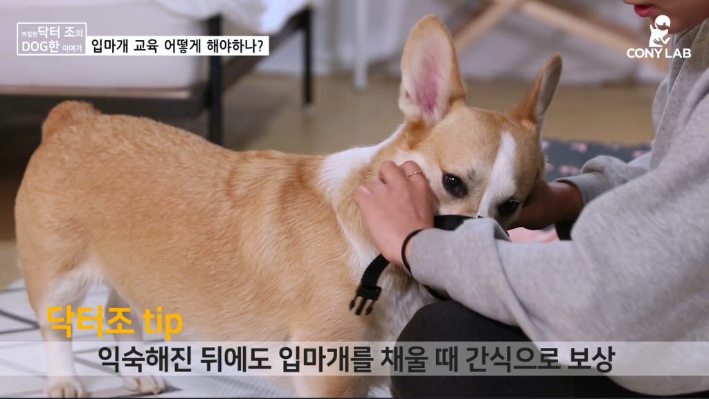[영상] 강아지에게 거부감 안들게 입마개 교육하는 법! | 인스티즈