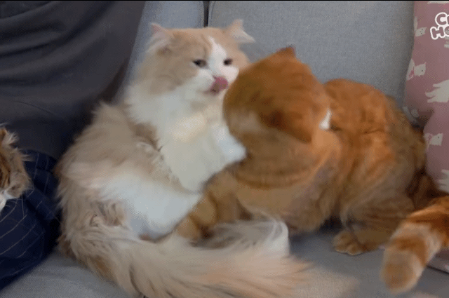 매력 터지는 동네 바보 고양이 | 인스티즈
