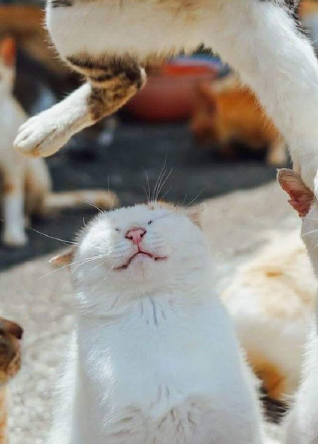 동료 얼굴 밟고 더 높이 점프하는 냥아치.JPG | 인스티즈