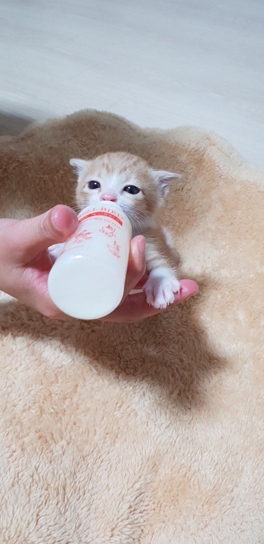 구조한 고양이 입양했습니다. jpg | 인스티즈