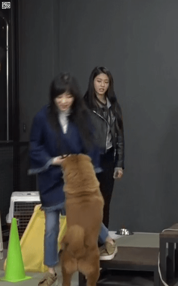 폭주하던 설현네 댕댕이의 최후.gif | 인스티즈