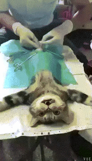 내가 고자라니!!.gif | 인스티즈