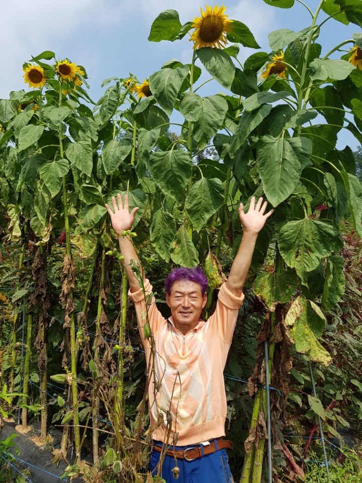 해바라기슈퍼 이미지