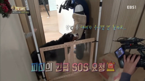 지리는 강아지 강씨 강형욱 훈련사님의 위엄 | 인스티즈