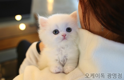 페르시안 이미지