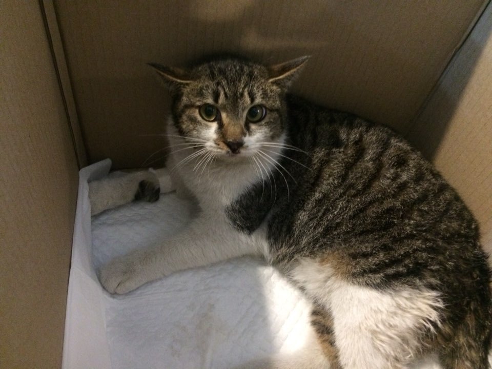 박스안에서 버려진채 떨고있던 고양이 쿠키의 평생을 함께 할수있는 따뜻한가족을 찾습니다! | 인스티즈