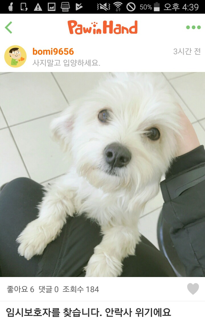 유기견 임시보호처 또는 이동봉사(충남청양-대전탄방) 급구! | 인스티즈