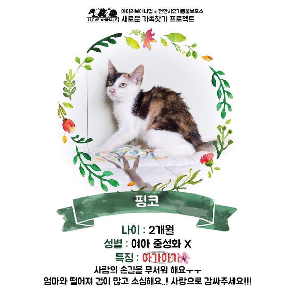 우리는 언제 가족이 생기나요? 사지 말고 입양하세요! | 인스티즈