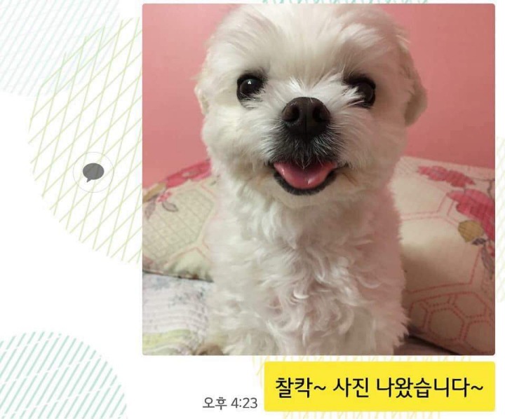 댕댕이 증명사진 | 인스티즈