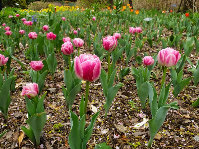 99D614455CBD0BD80943D6