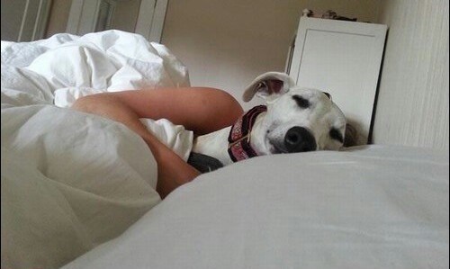 거대한 강아지들 & 개착시 | 인스티즈