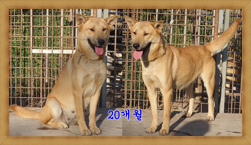 맹호 이미지