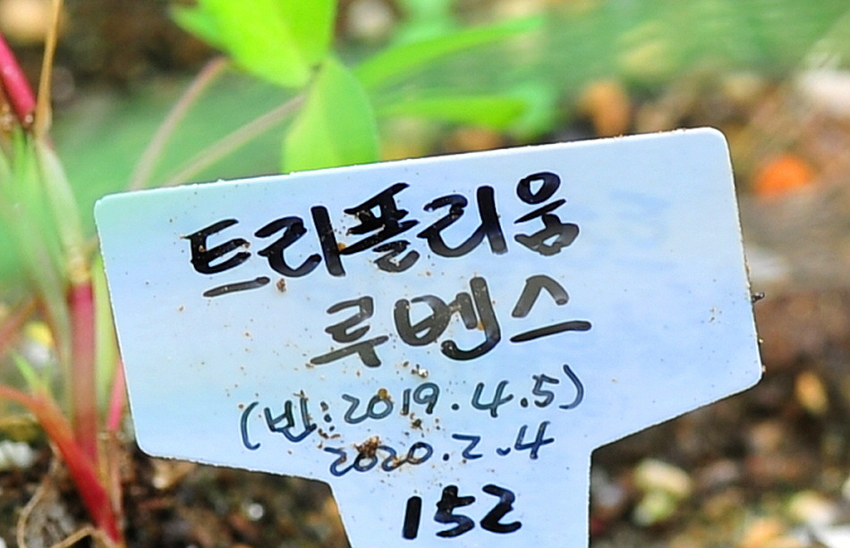 트리폴리움 이미지