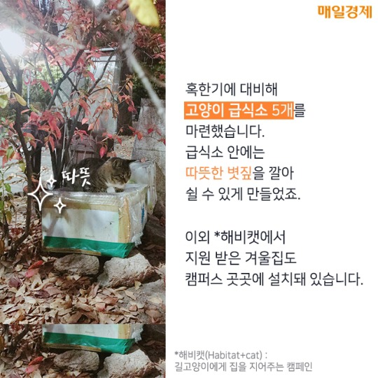 캠퍼스 고양이의 따뜻한 겨울나기 | 인스티즈